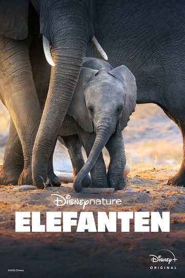 Poster Elefanten